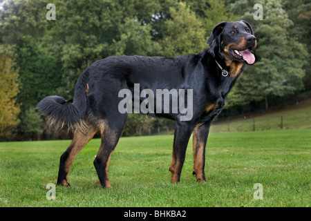 Beauceron dog / Berger de Beauce / Bas Rouge (Canis lupus familiaris) in garden Stock Photo