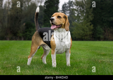 Beagle dog (Canis lupus familiaris) portrait in garden Stock Photo