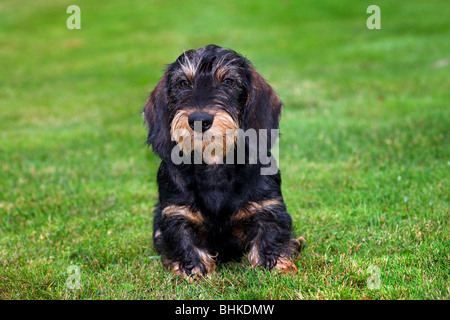 Wire-haired / Wirehaired Dachshund (Canis lupus familiaris) pup lying on lawn in garden Stock Photo