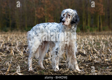 English Setter dog (Canis lupus familiaris) on field Stock Photo