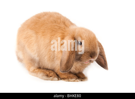 Miniature Lop, rabbit. It is cut out on a white background. Stock Photo