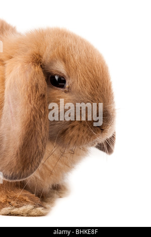 Miniature Lop, rabbit. It is cut out on a white background. Stock Photo