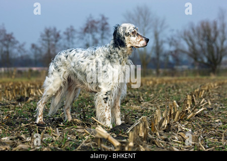 English Setter dog (Canis lupus familiaris) on field Stock Photo