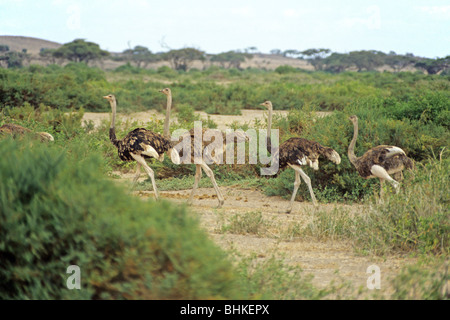 Ostriches, Amboseli National Park, Kenya, Africa Stock Photo