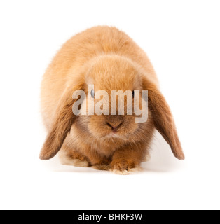 Miniature Lop, rabbit. It is cut out on a white background. Stock Photo