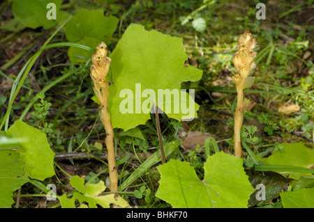 Yellow Bird's-nest, monotropa hypopitys Stock Photo