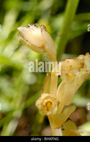 Yellow Bird's-nest, monotropa hypopitys Stock Photo