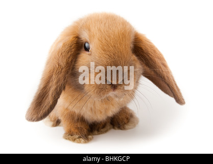 Miniature Lop, rabbit. It is cut out on a white background. Stock Photo