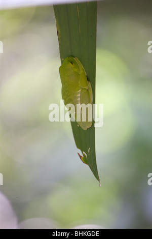 Red-eyed tree frog sleeping in Manuel Antonio National Park, Puntarenas, Costa Rica Stock Photo