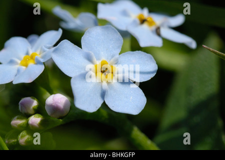 Water Forget-me-not, Myosotis scorpioides Stock Photo