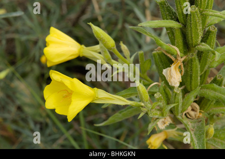 Common Evening-primrose, oenothera biennis Stock Photo