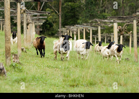 Dorpa sheep running for food Stock Photo