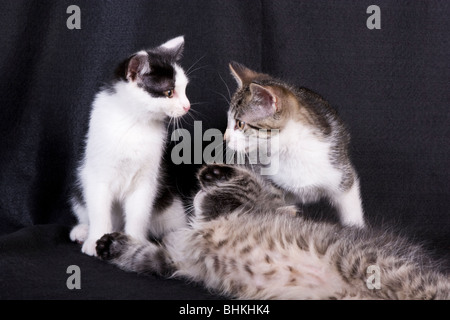 Two cats standing over cat lying down Stock Photo