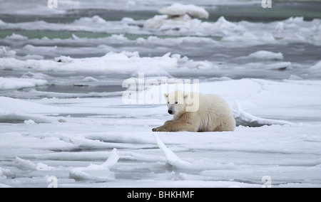 Polar Bear, Male, on Coastal Ice, Ice Floes, Hudson Bay Stock Photo