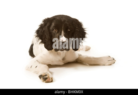 Black and white Large Munsterlander puppy lying on white background facing forward. Stock Photo
