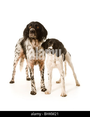 An adult and puppy Large Munsterlander dogs standing together, facing the camera on a white background. Stock Photo