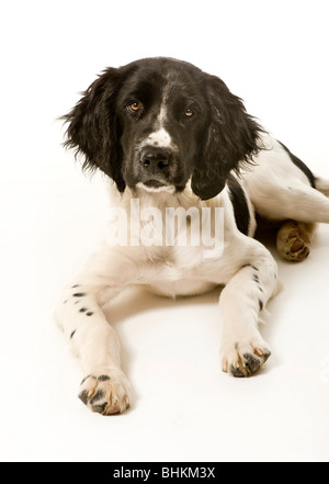 Black and white Large Munsterlander puppy lying on white background facing forward. Stock Photo