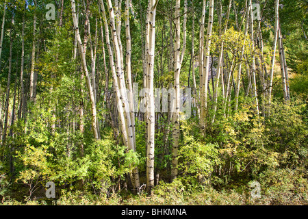 An aspen tree stand in the Rocky Mountains of Colorado. Stock Photo