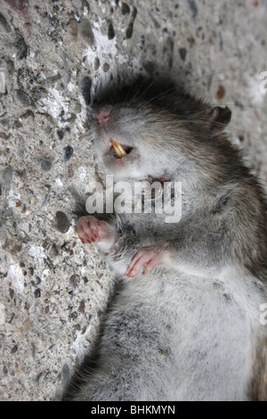 Common long tailed Brown Rat (Rattus norvegicus) dead, Killed,  Teeth. 073516 Rat Stock Photo