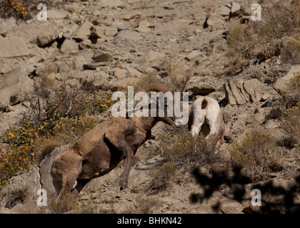 Young Bighorn Ram jumping up a rocky slope Stock Photo