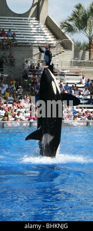 Sea World Orlando Florida Killer Whales Stock Photo