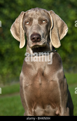Weimaraner Vorstehhund (Canis lupus familiaris) close up Stock Photo