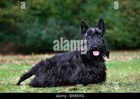 Scottish Terrier / Aberdeen Terrier / Scottie (Canis lupus familiaris) in garden Stock Photo