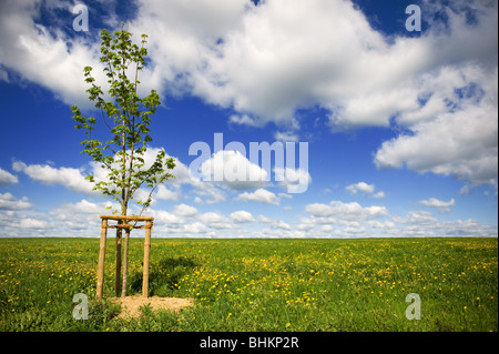 Tree in landscape Stock Photo