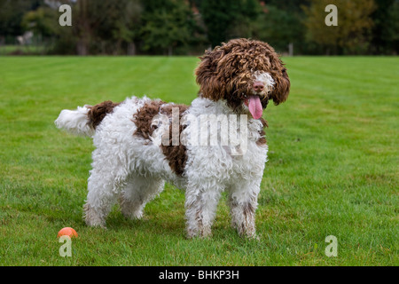 Spanish Water dog or Perro de Agua Espanol (Canis lupus familiaris) in garden Stock Photo