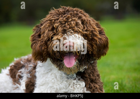 Spanish Water dog or Perro de Agua Espanol (Canis lupus familiaris) in garden Stock Photo