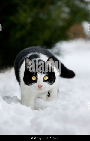 House cat (Felis catus) in garden in the snow in winter Stock Photo