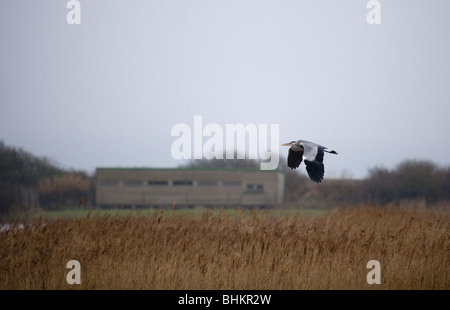 Grey Heron Ardea cinera Single adult flying over bird hide Titchfield Haven, UK Stock Photo