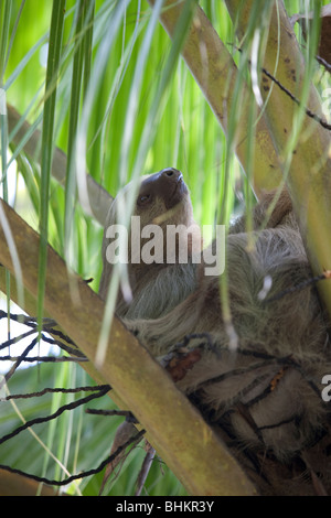 Pale-throated three-toed Sloth, Hacienda Baru, Costa Rica Stock Photo