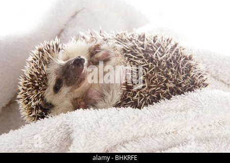 African Pygmy Hedgehog Single adult female Studio, Captive, UK Stock Photo