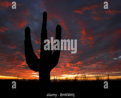 A large saguaro cactus at sunset in Tucson Arizona's Saguaro West National Park near the Visitor's Center. Stock Photo