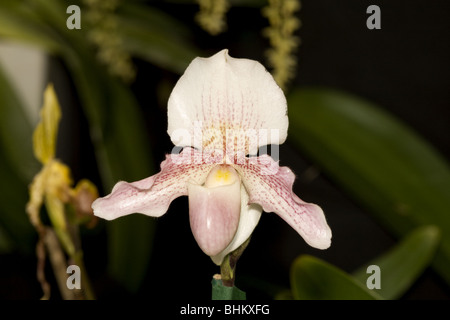 Tropical orchid (paphipedilum hybrid niveum x In-Charm white) Stock Photo