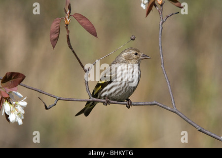 Pine Siskin Stock Photo