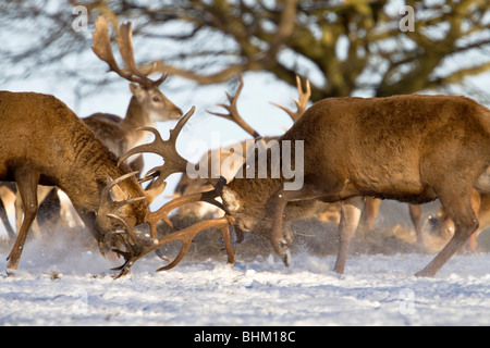 Red Deer; Cervus elaphus; stags in the snow Stock Photo