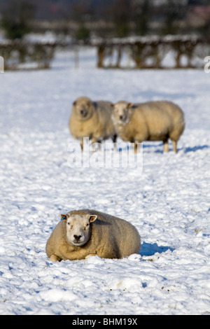 Sheep in snow; York Stock Photo