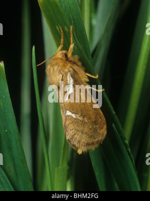 Common swift moth (Korscheltellus lupulina) adult moth Stock Photo