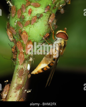 Marmalade hoverfly (Episyrphus balteatus) laying her eggs among rose aphids Stock Photo