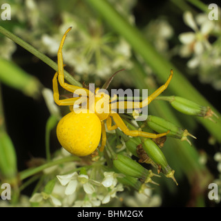 Goldenrod crab spider (Misumena vatia) waiting for prey in a umbellifer flower Stock Photo