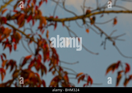 Moon seen between branches in Autumn Stock Photo