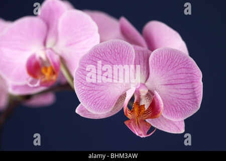 Close up of a pink Phalaenopsis Orchid (Moth Orchid) bloom isolated against a blue background, UK Stock Photo