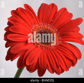 Studio image of a red Gerbera flower against a white background Stock Photo