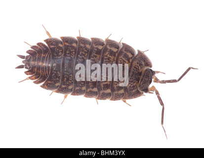 Big brown wood louse is isolated on a white background Stock Photo