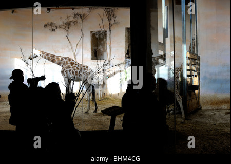 Giraffes in African house Zoo Troja Prague Czech Republic Stock Photo