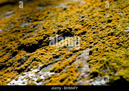 Close-up of orange lichen on rock Stock Photo