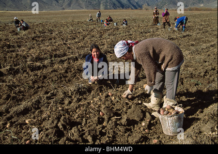 Kyrgyz farmers digging potatoes, Cholpon-Ata area, Kyrgyzstan Stock Photo