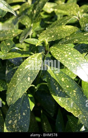 Emily Rose Japanese Laurel, Gold Dust Plant, Japanese Laurel, Spotted-Laurel, Aucuba japonica 'Variegata', Cornaceae Stock Photo